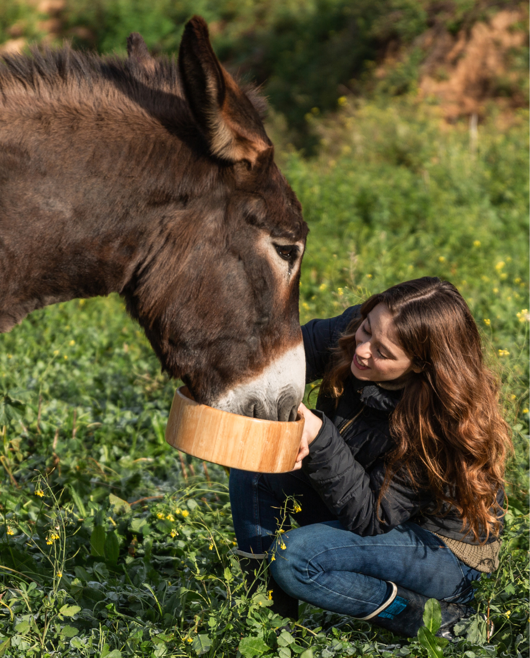 Vita degli Asini e delle Asine da Latte: Segreti e Curiosità